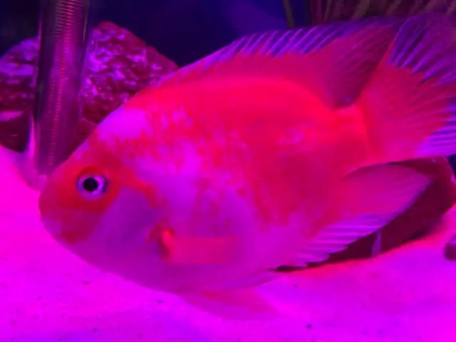 The Red and white parrot