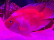 The Red and white parrot