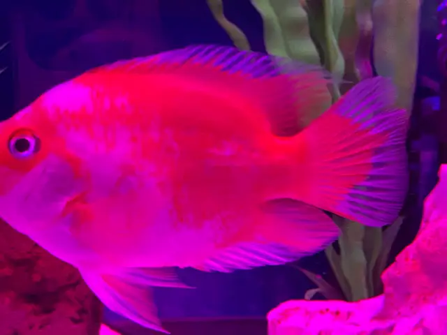 The Red and white parrot - Photo 2