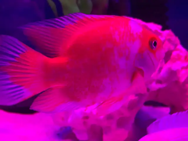 The Red and white parrot - Photo 3