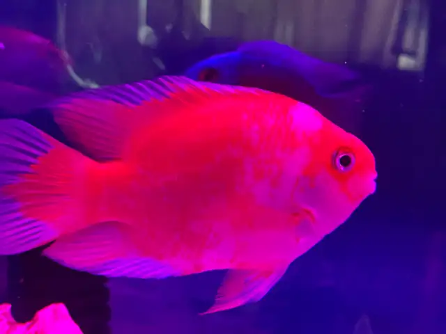 The Red and white parrot - Photo 4