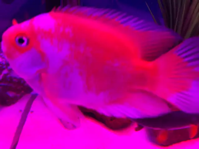 The Red and white parrot - Photo 5