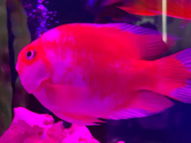 The Red and white parrot - Photo 6