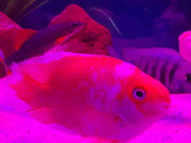 The Red and white parrot - Photo 7