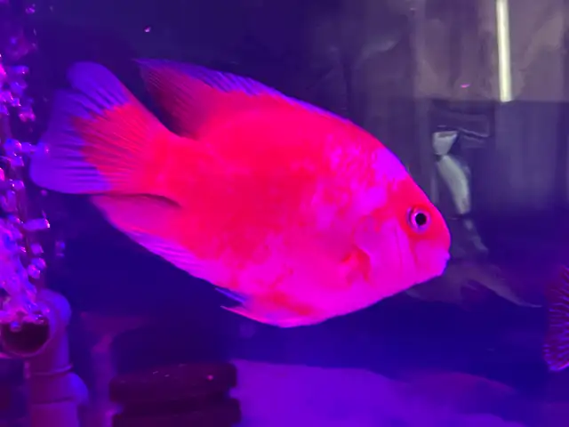 The Red and white parrot - Photo 8