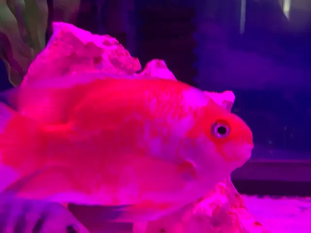 The Red and white parrot - Photo 9