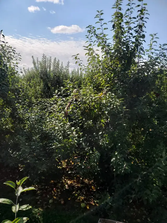 Gereral Farm Labour - Apple Orchard