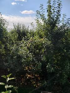 Gereral Farm Labour - Apple Orchard