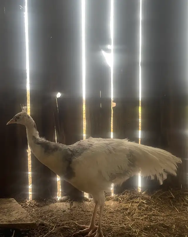 Male Opal Peacock - Photo 2