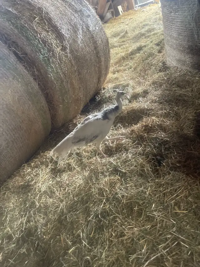 Male Opal Peacock - Photo 3