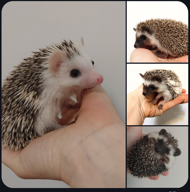 ♥Baby girl hedgehogs, you choose
