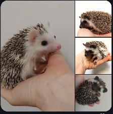 ♥Baby girl hedgehogs, you choose