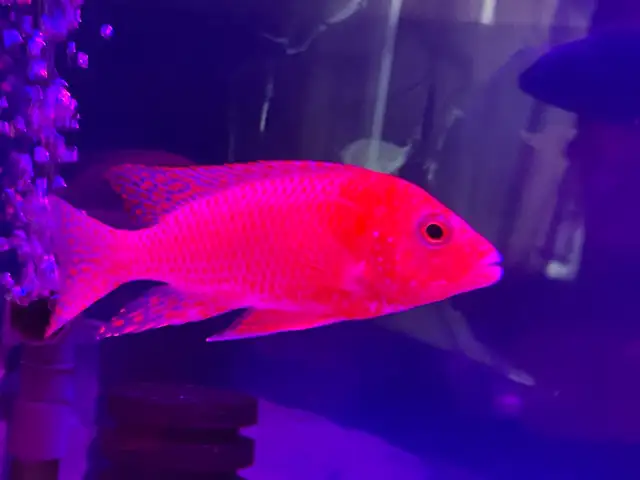 Strauberry peacock African cichlid