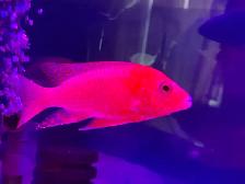 Strauberry peacock African cichlid