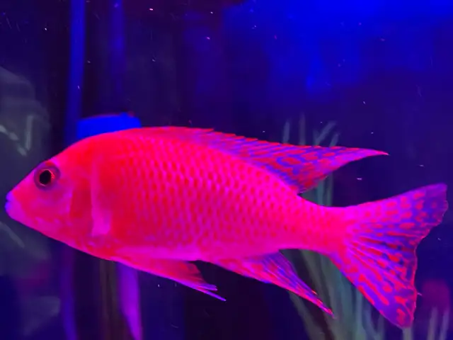 Strauberry peacock African cichlid - Photo 2