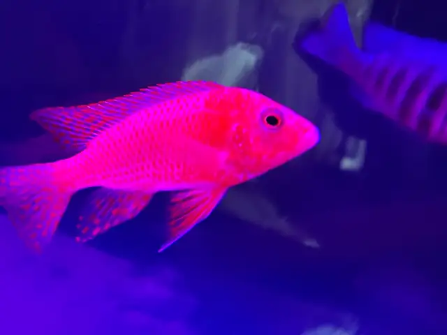 Strauberry peacock African cichlid - Photo 4