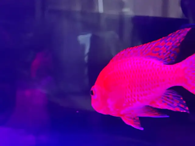 Strauberry peacock African cichlid - Photo 5