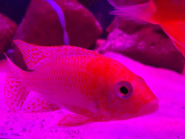 Strauberry peacock African cichlid - Photo 6
