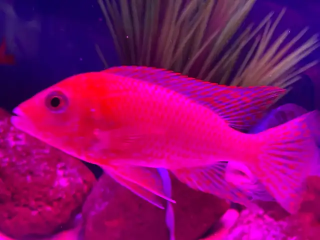 Strauberry peacock African cichlid - Photo 7