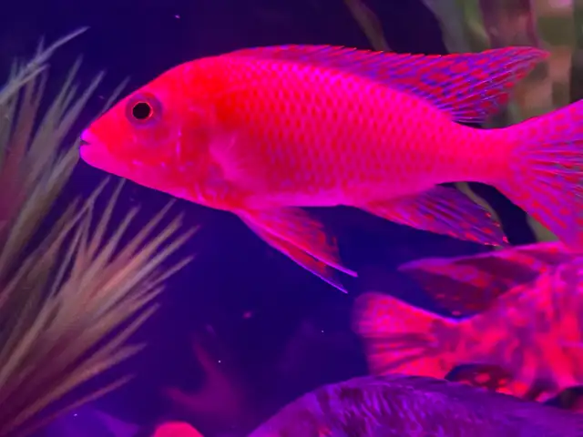 Strauberry peacock African cichlid - Photo 8