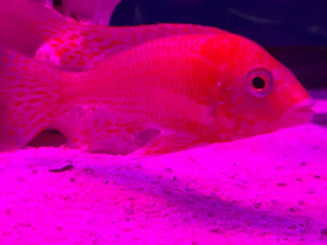 Strauberry peacock African cichlid - Photo 9