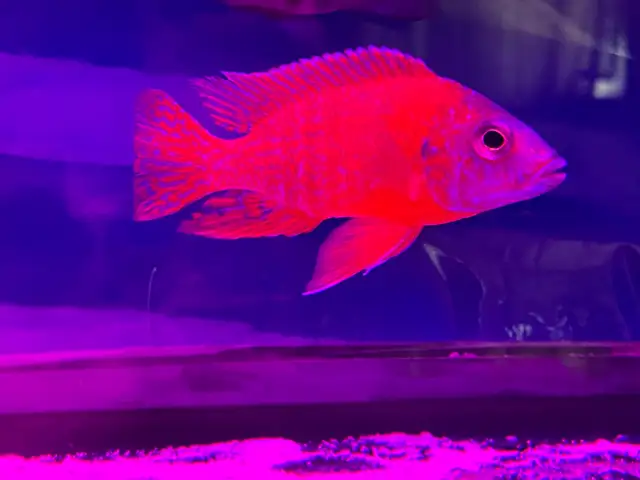 The Ruby Red peacock cichlid