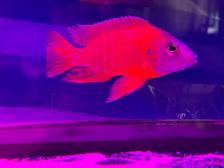 The Ruby Red peacock cichlid