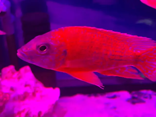 The Ruby Red peacock cichlid - Photo 2