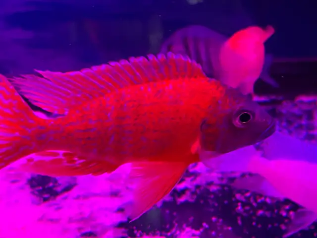 The Ruby Red peacock cichlid - Photo 3