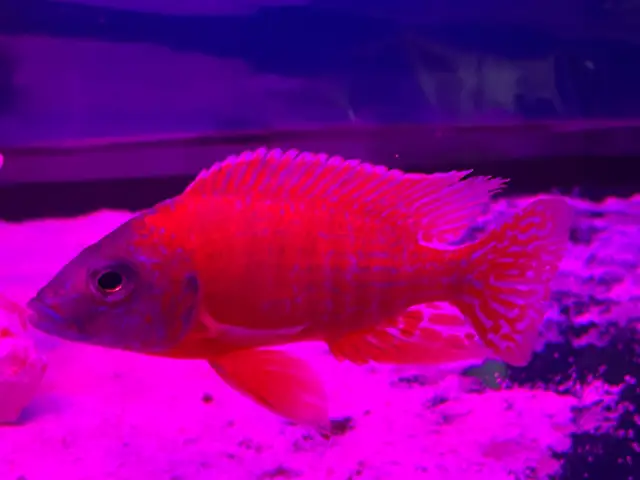 The Ruby Red peacock cichlid - Photo 4