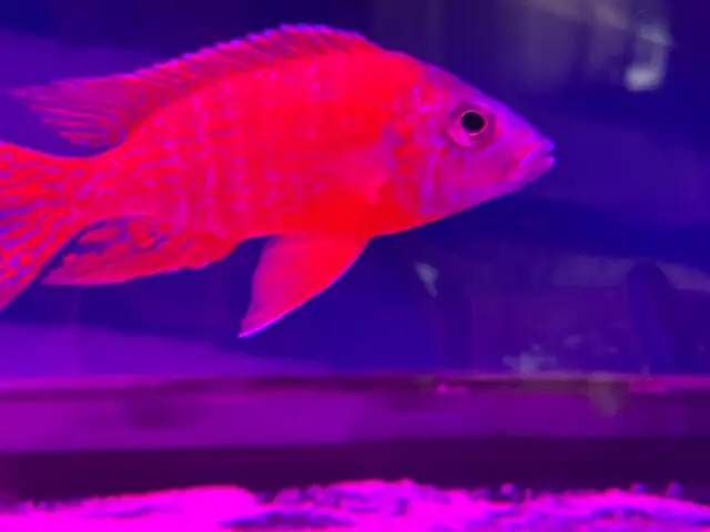 The Ruby Red peacock cichlid - Photo 5