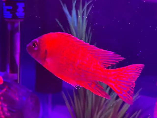 The Ruby Red peacock cichlid - Photo 6