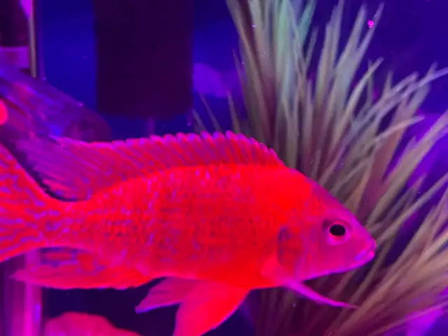 The Ruby Red peacock cichlid - Photo 7