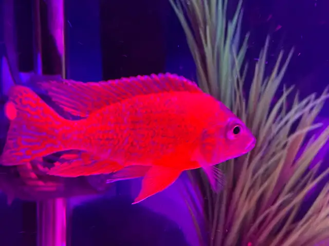 The Ruby Red peacock cichlid - Photo 8