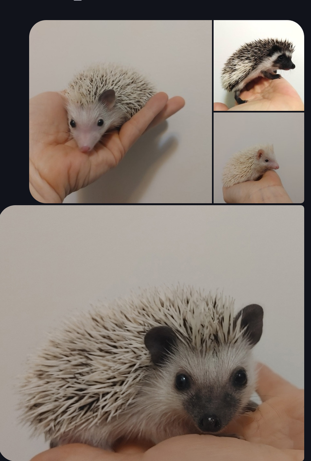 ♥Baby boy hedgehogs, you choose