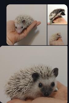 ♥Baby boy hedgehogs, you choose!