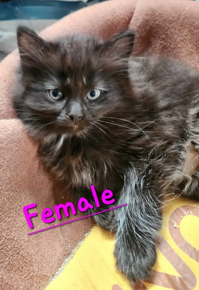 Ragdolls kittens - Photo 2