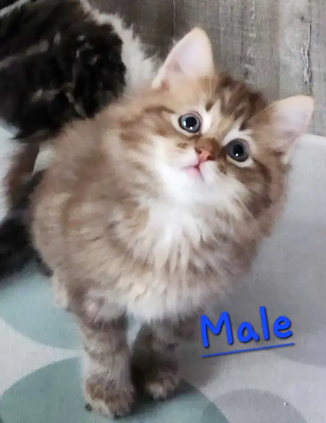 Ragdolls kittens - Photo 3