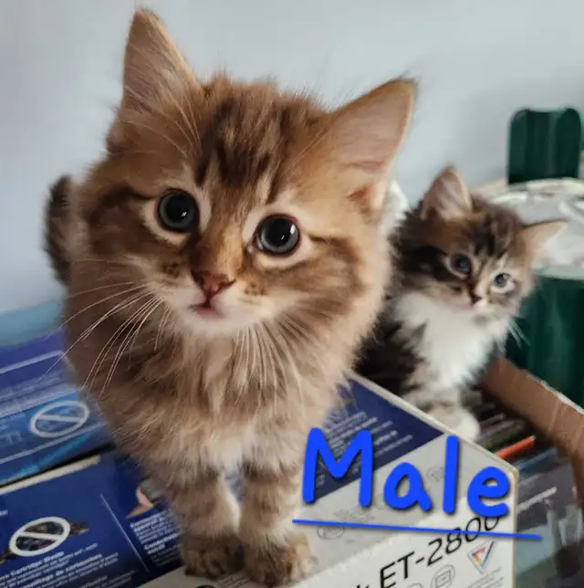 Ragdolls kittens - Photo 4