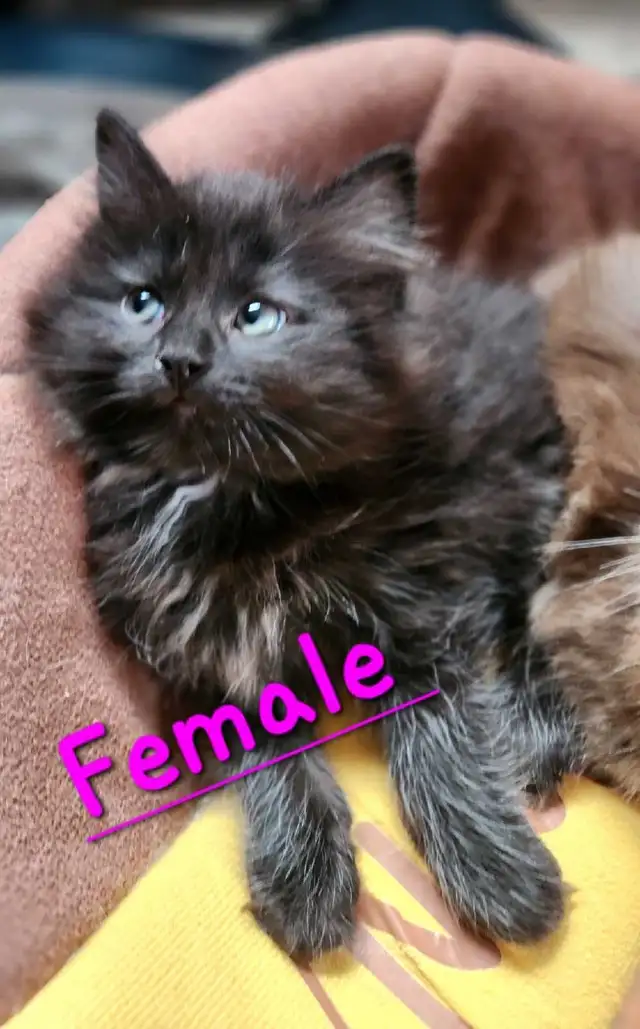 Ragdolls kittens - Photo 5