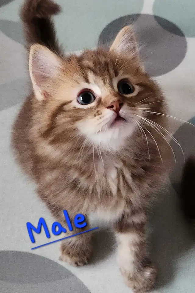 Ragdolls kittens - Photo 8