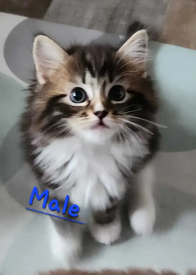 Ragdolls kittens - Photo 9