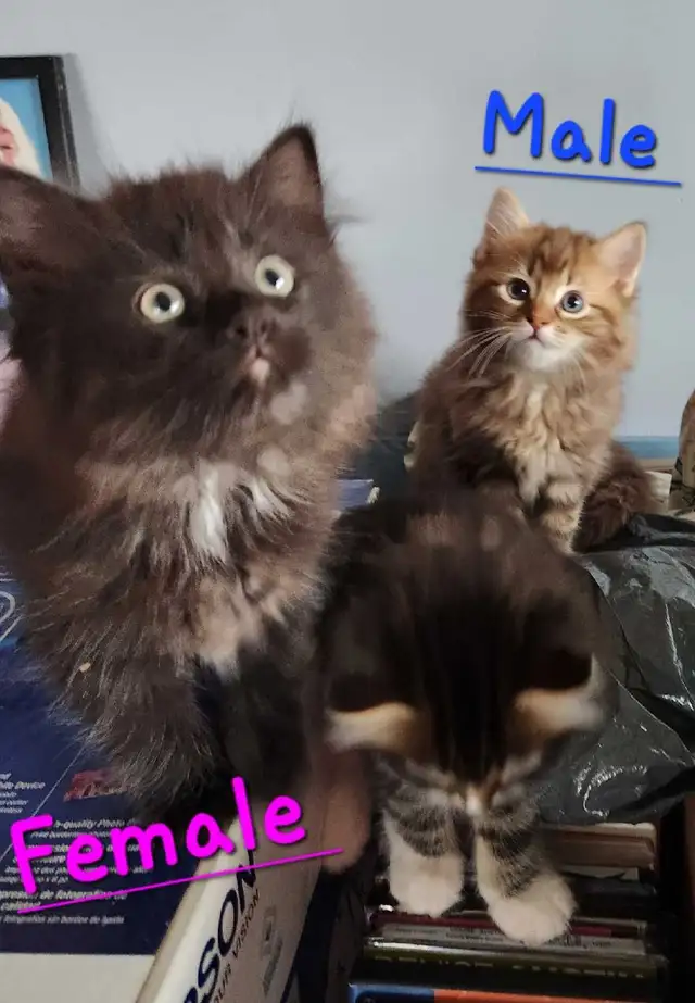 Ragdolls kittens - Photo 10