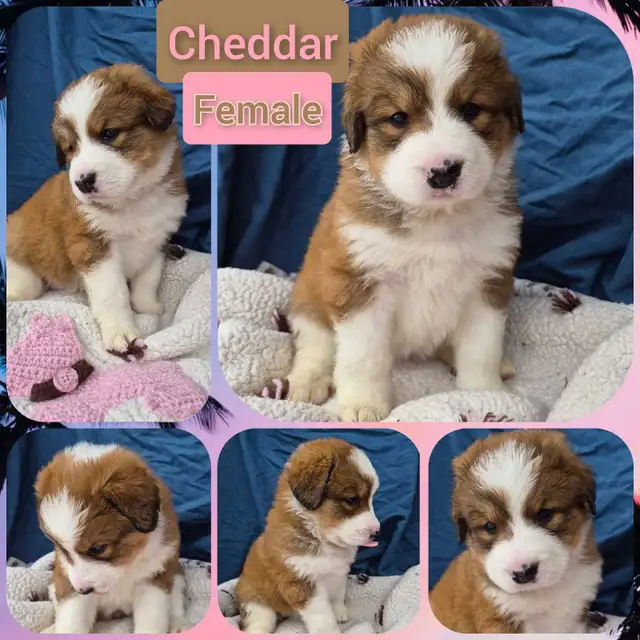 Bernese Pyrenees pups