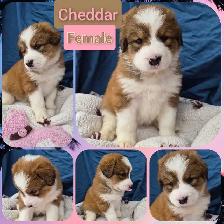 Bernese Pyrenees pups