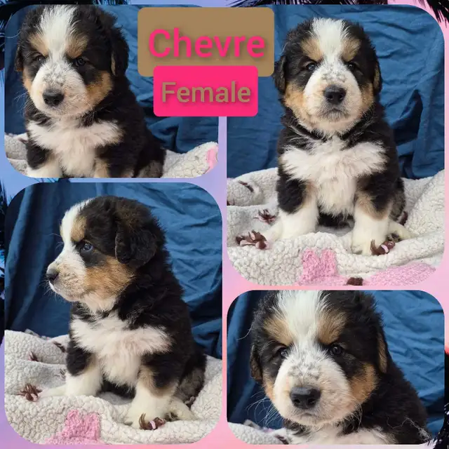 Bernese Pyrenees pups - Photo 2