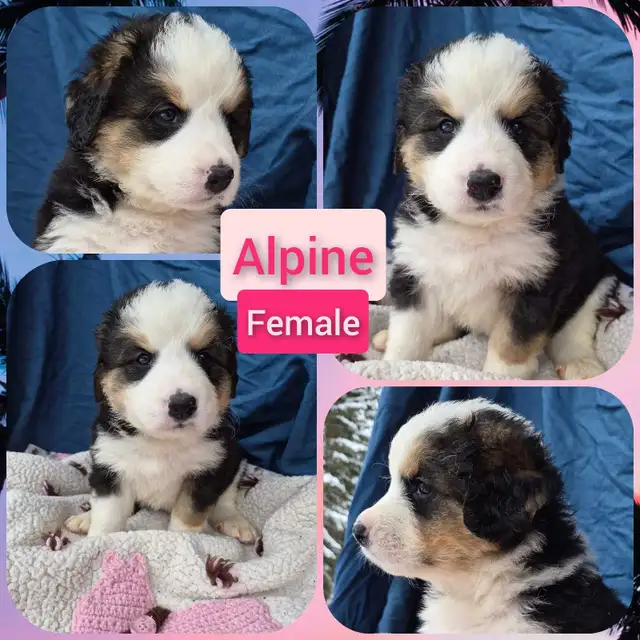 Bernese Pyrenees pups - Photo 3