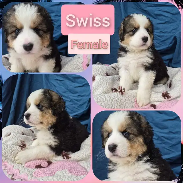 Bernese Pyrenees pups - Photo 4