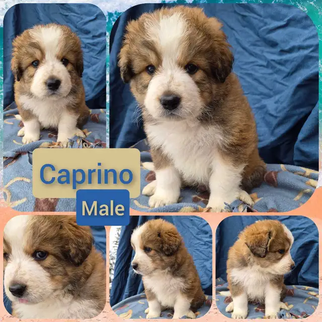 Bernese Pyrenees pups - Photo 5