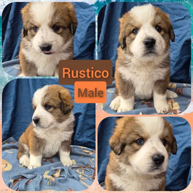 Bernese Pyrenees pups - Photo 6